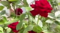 Роза на снегу - Нинесе Гейсер