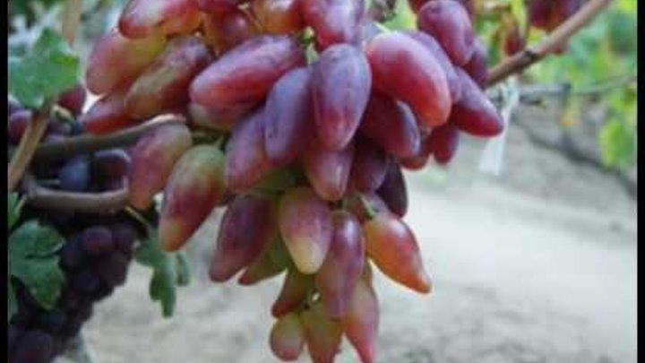 Виноград минский розовый описание сорта фото отзывы Виноград минский розовый описание сорта фото отзывы