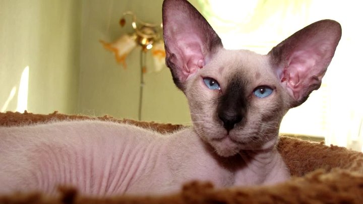 Петербургский сфинкс фото Петербургский сфинкс фото