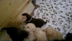 Labrador Welpen Knurren ,Bellen 3 Wochen alt labrador puppie...