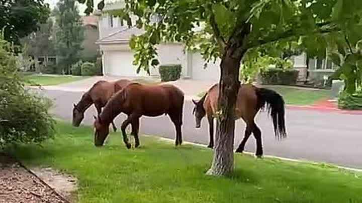 Дикие лошади решили посетить людей