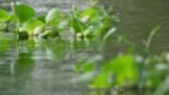 BBC «Зелёная планета (2). Водные миры» (Научно-познавательны...