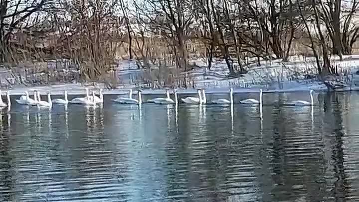 Колонна лебедей в селе Евстратовка