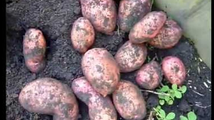 Картофель банкир фото Картофель банкир фото