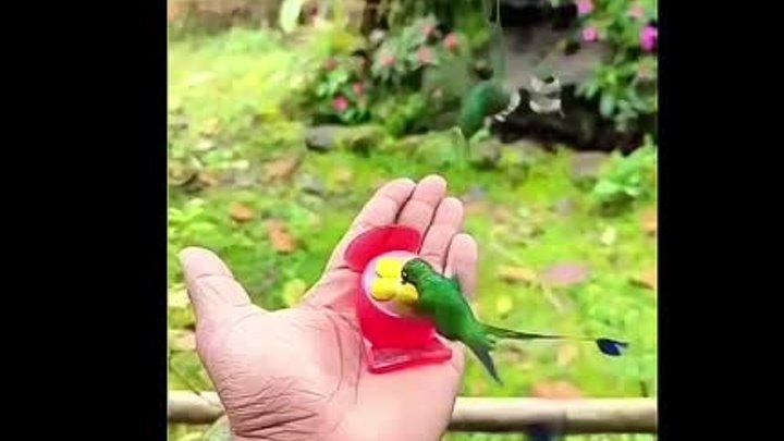 Удивительные птички колибри! Чудо!😍👏