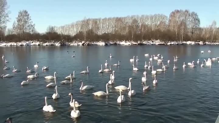 Алтайский край Лебединое озеро февраль 2017 Автор клипа  Бердюгина Л ...