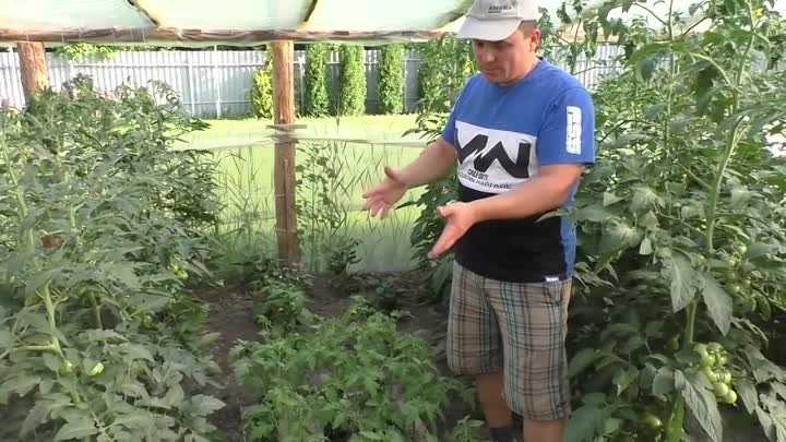 Сажаем томаты в открытый грунт- попробуйте посадить так же!!!
