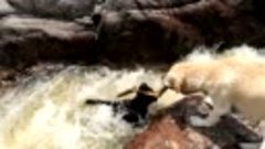 Собака спасла товарища упавшего в водопад