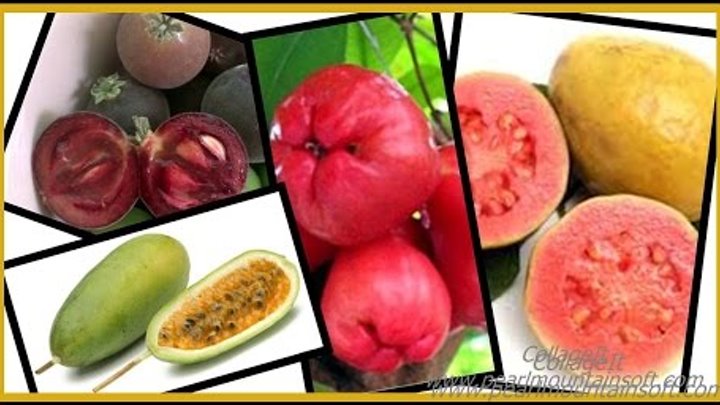 Экзотические фрукты Доминиканы! Розовое Яблоко, Кокколоба ягодоносна ...