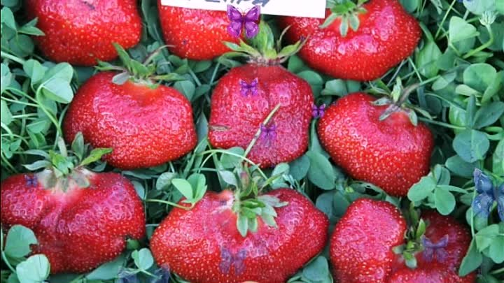 Клубника генри описание сорта фото Клубника генри описание сорта фото