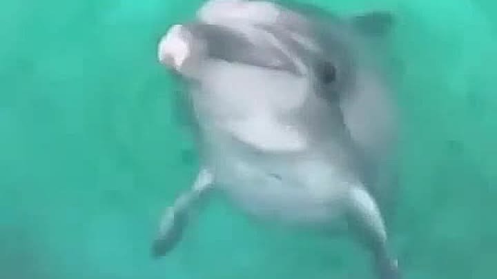 Я не дельфин. Я – акула!!! Чтоб всем страшнее было 😄