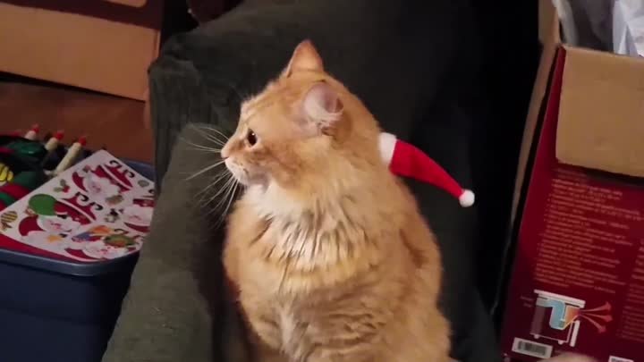 Кот против новогоднего колпака