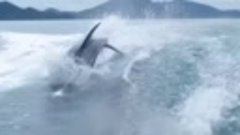 стая дельфинов плывут за катером, великолепное зрелище