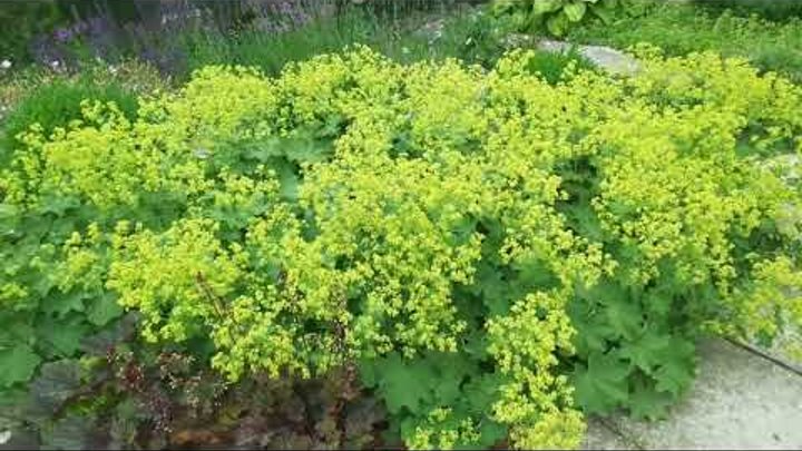 Манжетка фото цветов Манжетка фото цветов