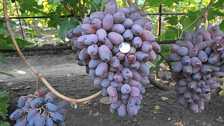 Виноград байконур фото и описание Виноград байконур фото и описание