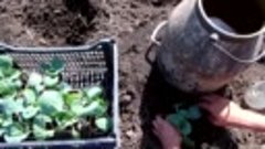 Секреты выращивания крепкой здоровой рассады капусты