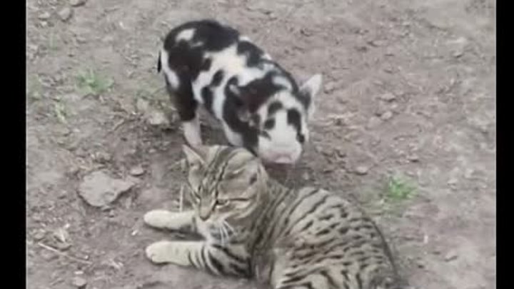 Гусь свинье не товарищ, а кот вполне!