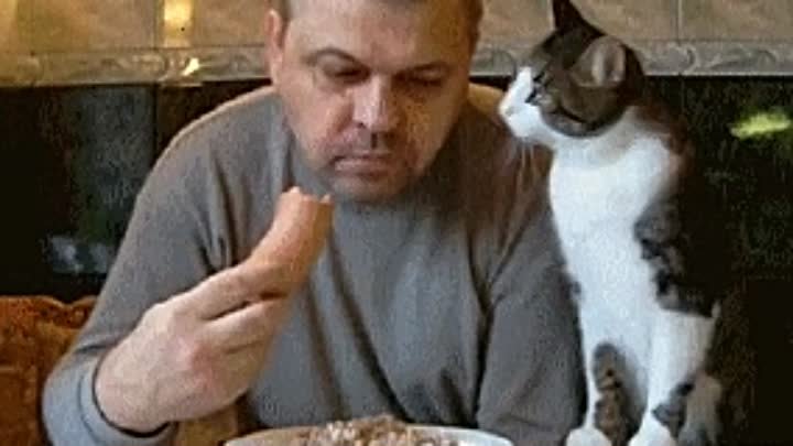 Дай колбаски. Обед гифка смешная. Кушать гиф. Жадный кот гифка. Кот жрет колбасу.