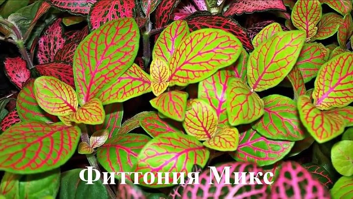 Фото цветов с разноцветными листьями Фото цветов с разноцветными листьями