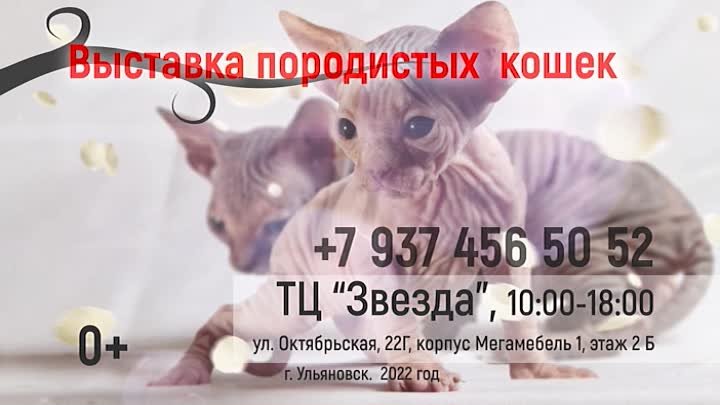 Выставка кошек в ТК ЗВЕЗДА 16-17 июля 2022