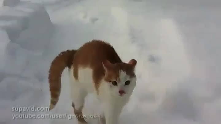 Страшный кот бродит по улицам в поисках жертвы!!!)))) Самый злой кот ...