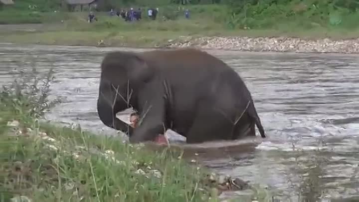 Слонёнок решил, что человек тонет ... И поспешил на помощь...