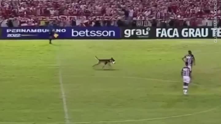 Собака любит футбол
