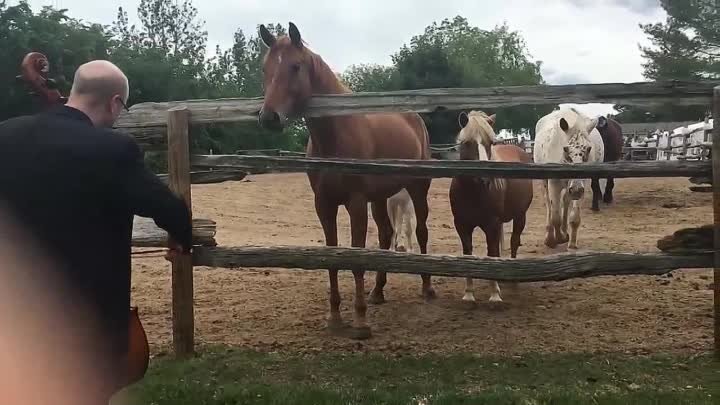 Лошади оценили произведение Баха😊