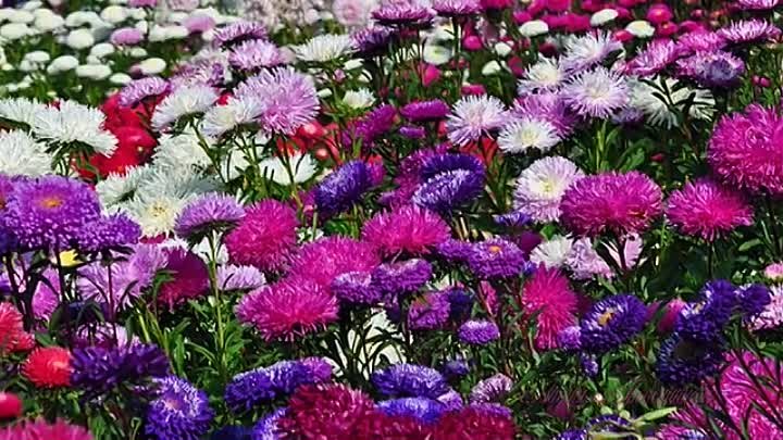 Гибрид астры и хризантемы фото Гибрид астры и хризантемы фото