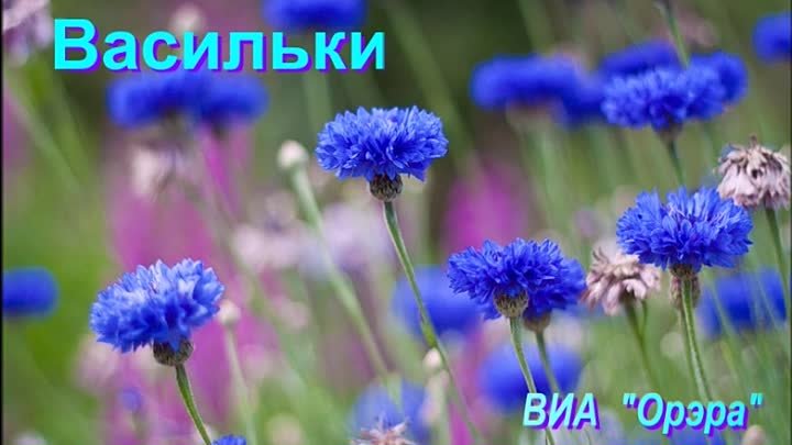 Музыка василек