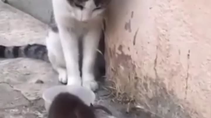 Питерские крысы против котов