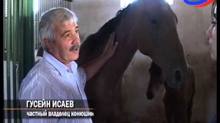 Владелец конюшни. Дагестанский конезавод. Конезавод в Дагестане. Дагестанский конный завод.