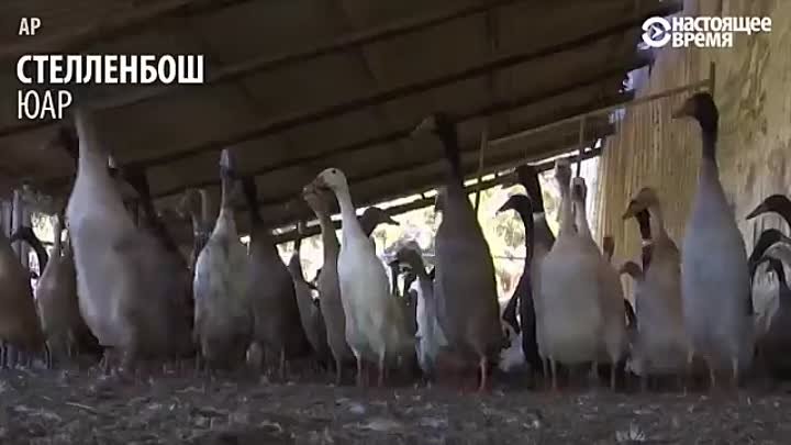 Утки работают на виноградниках в ЮАР