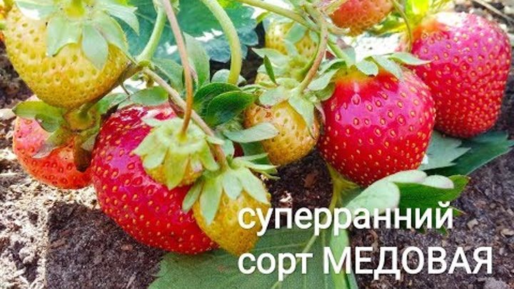 Клубника медовая описание сорта фото отзывы Клубника медовая описание сорта фото отзывы