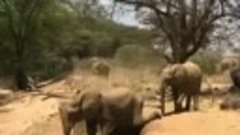 слоны не умеют прыгать