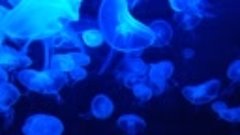 Blue Jellyfish