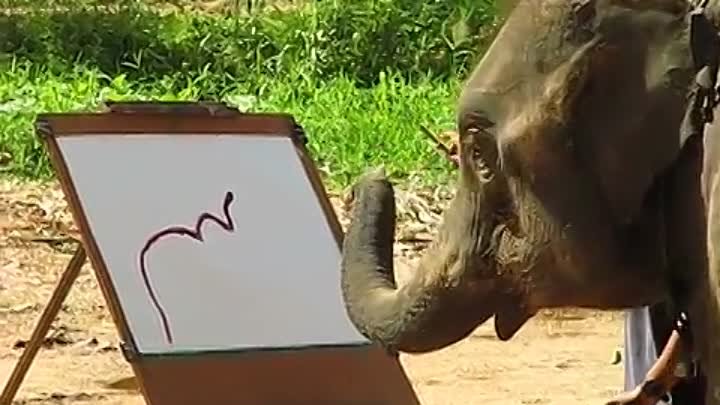 Suda - The Painting Elephant