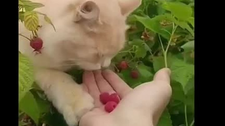 Любитель малинки!)😻🍓