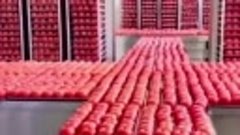 Вот так в Китае яблоки приобретают красный окрас.