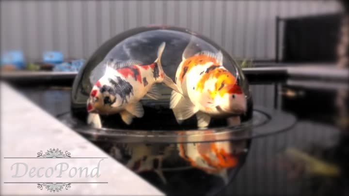 DecoPond - Fish Globe