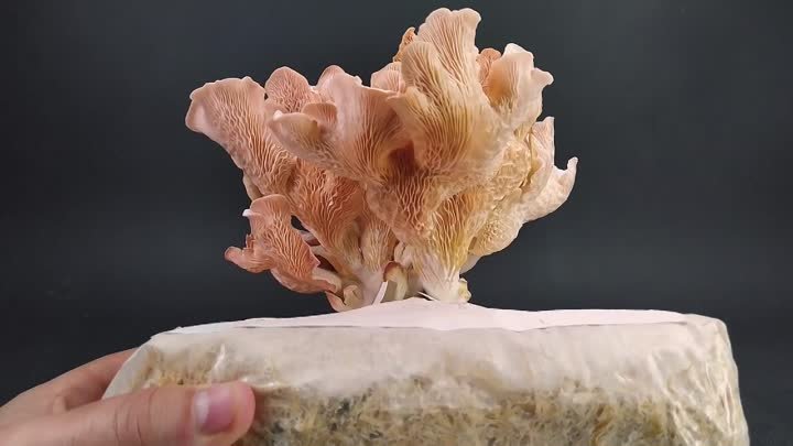 Growing Pink Oyster Mushroom with Shrooly Time Lapse