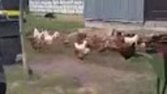 🙋🙋🙋 Петух — главный тренер, Куры—спортсменки.... 🐓🐔🐔🐔...