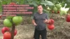 Правильный полив томатов- ТРИ основных правила проведения по...