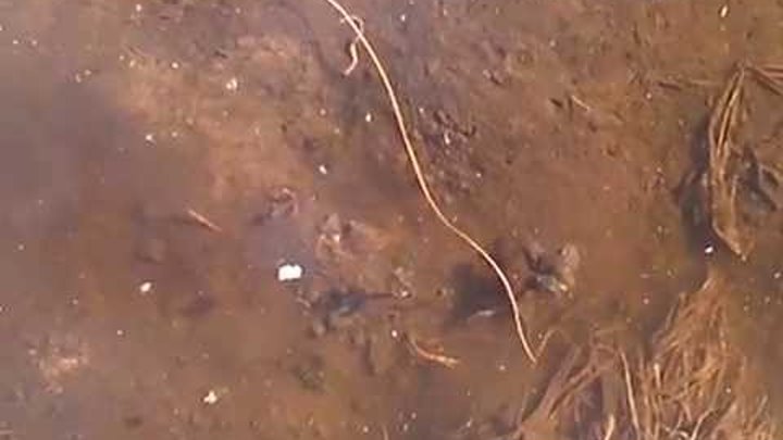 Конский волос паразит фото Конский волос паразит фото