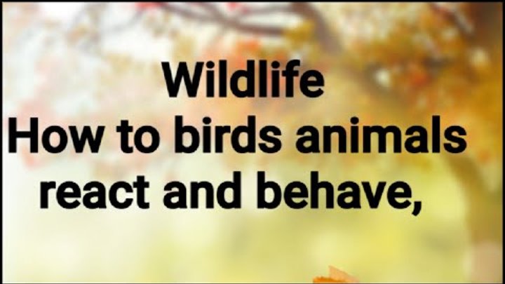 wildlife How to birds animals reacts,  wildlife decumentries, Animal ...