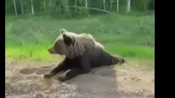 Молодец Мишка, подсказал дорогу!)🐻🚘