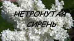 Стас Притчин - Нетронутая сирень (муз.,сл. С Притчина)