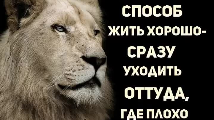 Звери надо сразу уходить. Единственный способ жить хорошо это уходить оттуда где плохо. Единственный способ жить хорошо. Единственный способ жить хорошо уходить. Уходить оттуда где тебе плохо.