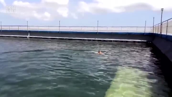Плавает с дельфином