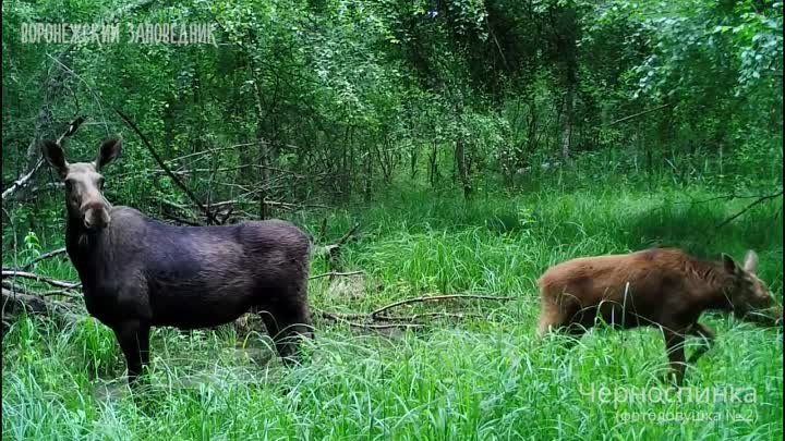 Лосих с лосятами в заповеднике на границе с Липецкой областью сняли  ...